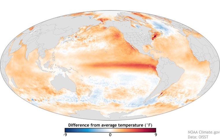 Image: Annual sea surface temperature anomaly in 2015 compared to the 1981-2010 average. Source: NOAA.