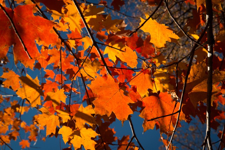 Image: Fall foliage on display in New York City. Source: iStock / para827